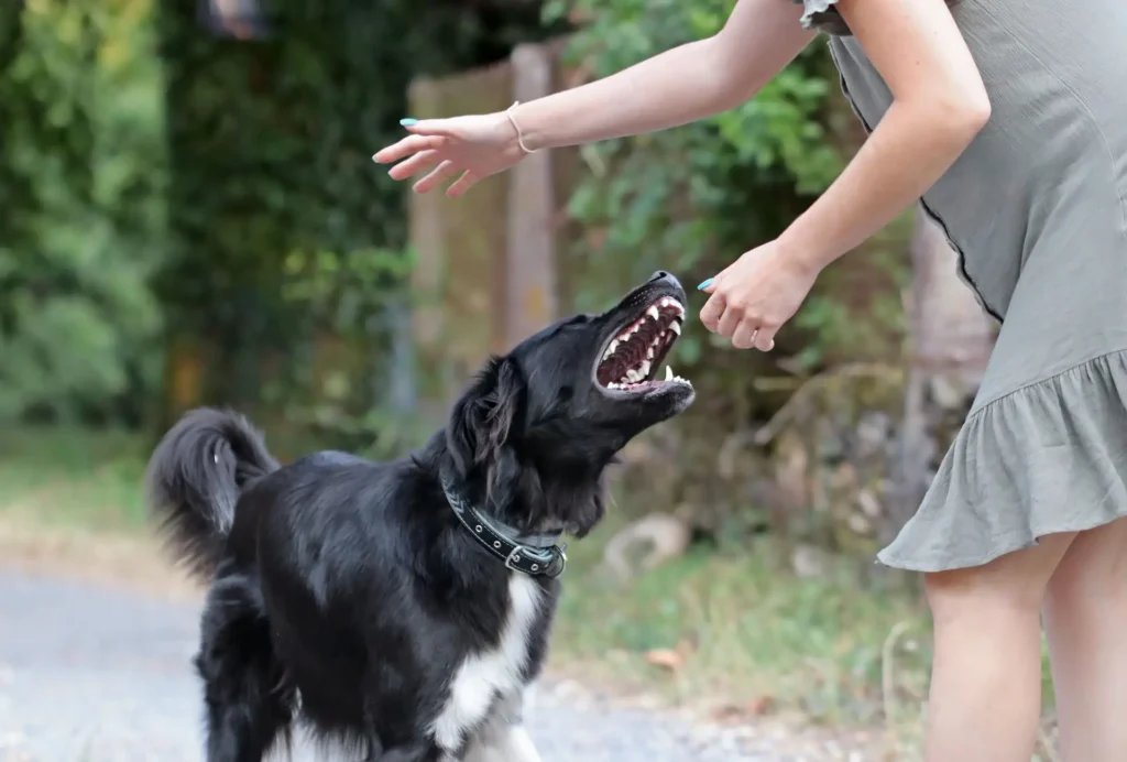 Animal Attack Liability: Know Your Rights