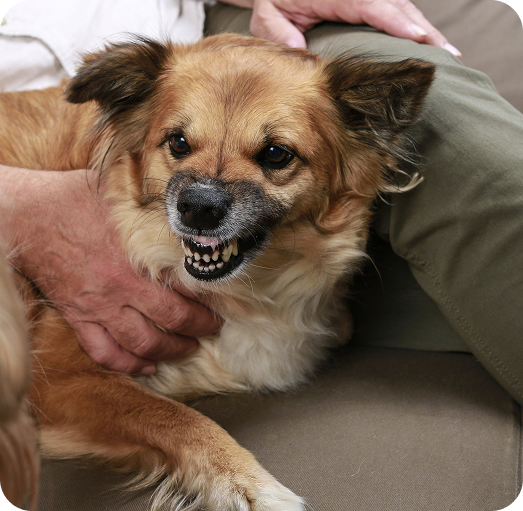 Dog baring teeth, illustrating dog bite injury and legal representation in Tucson, Arizona.