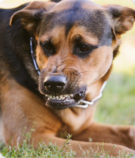 Dog baring teeth illustrating Arizona dog bite injuries and legal representation in Tucson.