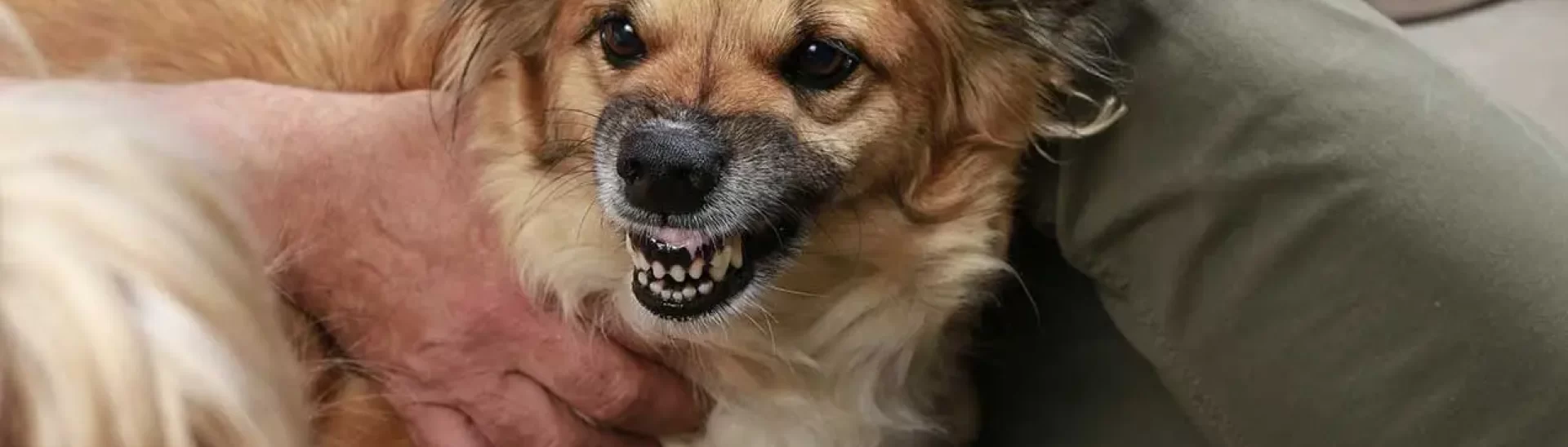 Aggressive dog showing teeth, highlighting potential danger related to dog bites and liability in personal injury cases.