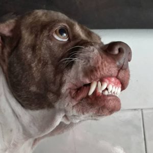 dog-bite-prevention-tips