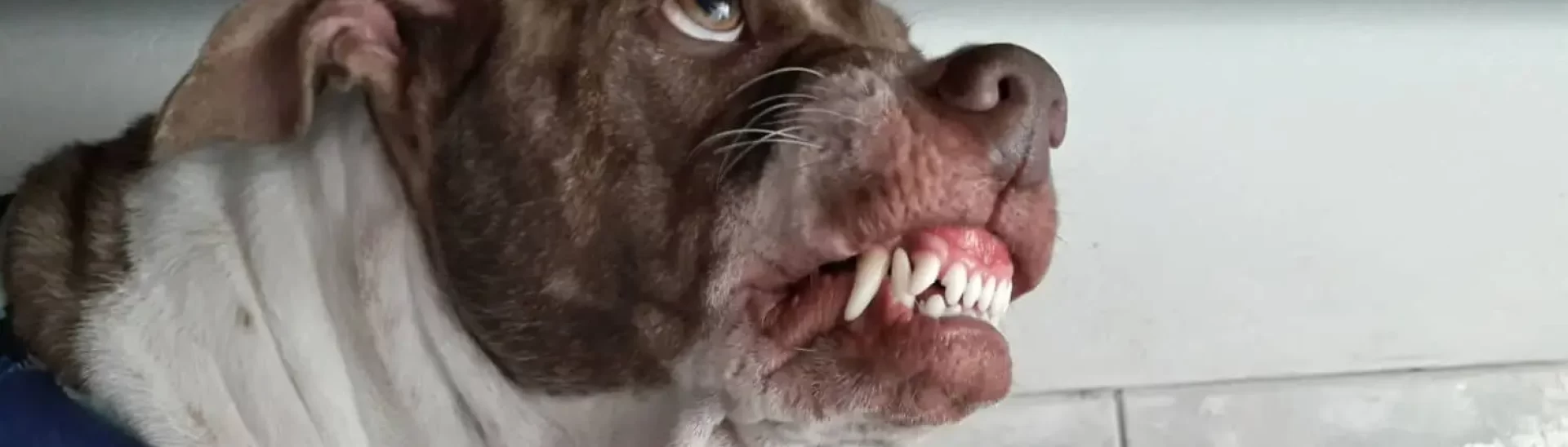 dog-bite-prevention-tips